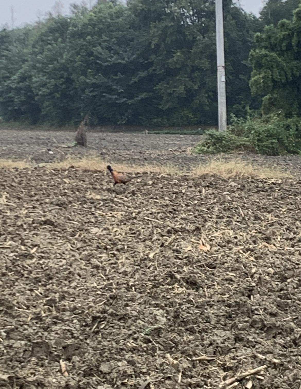 成都的环境真是太好了，市区公园惊现野鸡！周末到三环旁边的公园骑车，时至初冬时