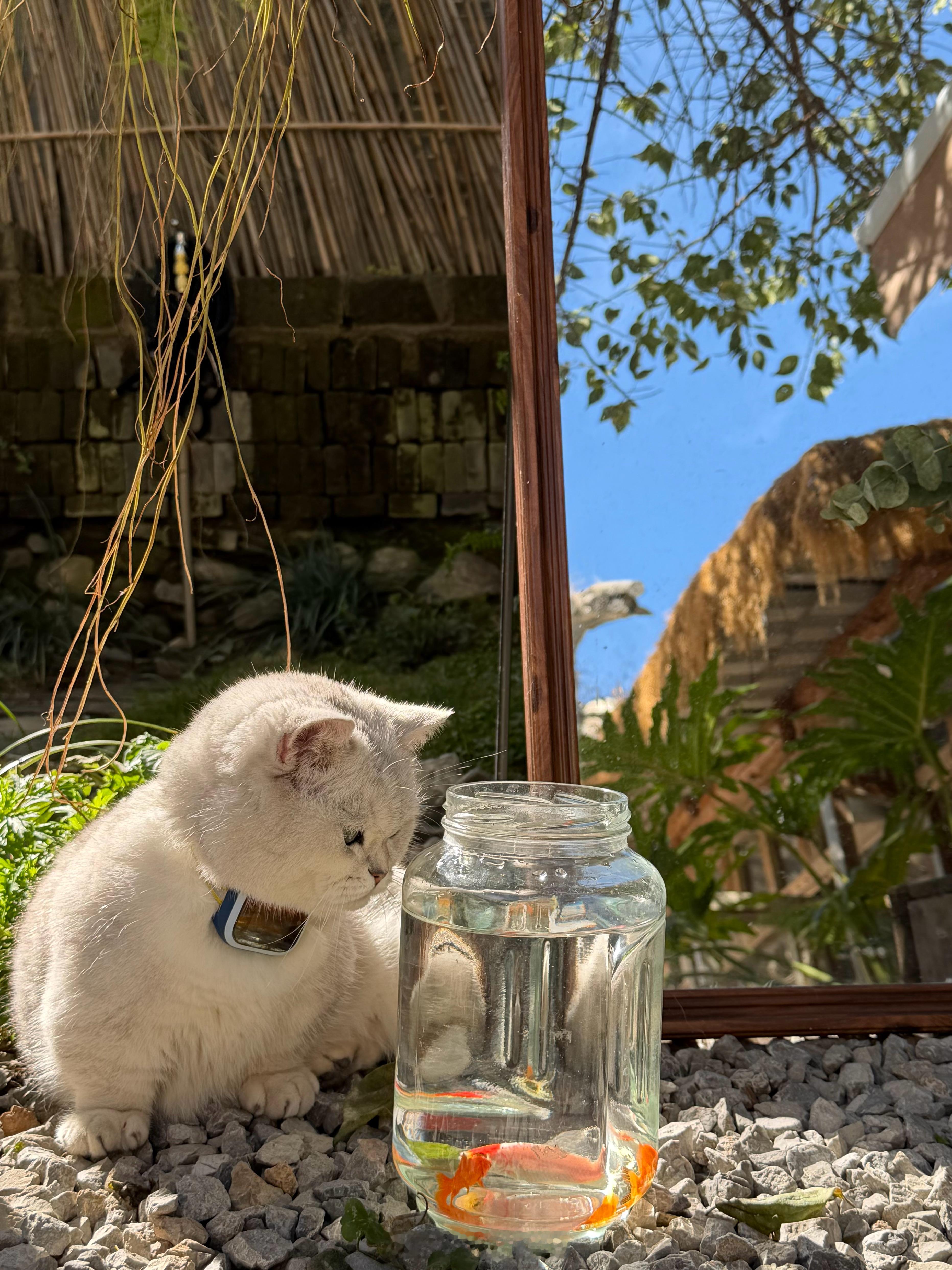 邪恶银渐层案发现场大理·喜洲古镇