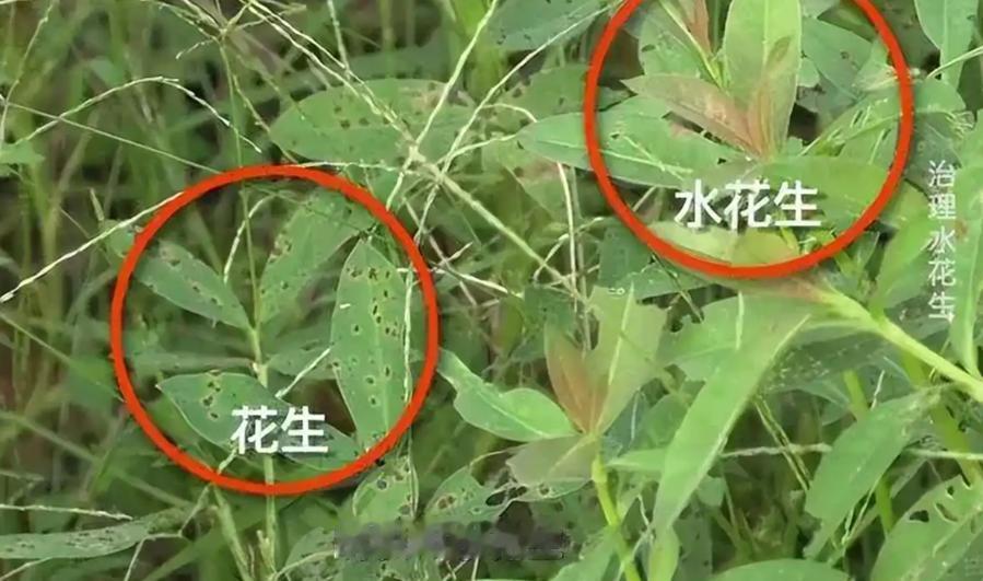 上世纪30年代，日本人把一种毒草带到了中国，并进行大规模种植，它迅速扩散成灾，差