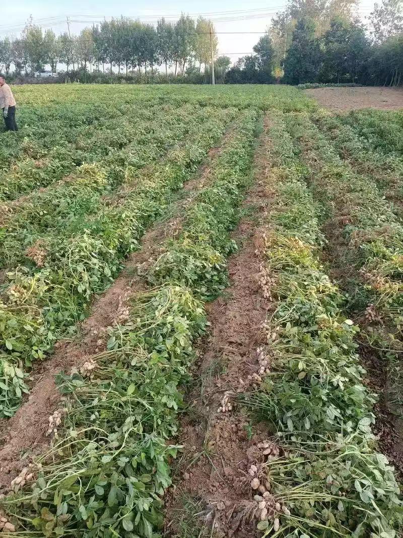 今年我花生不吃了，花生油也不用了，所有花生制品都不想吃了。天天泡在花生地里收