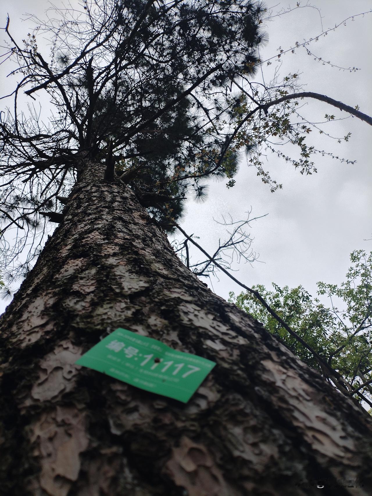 父母对孩子唯一的责任是帮助孩子培养出来足够的能力，让他本人能照顾本人的人生，一个