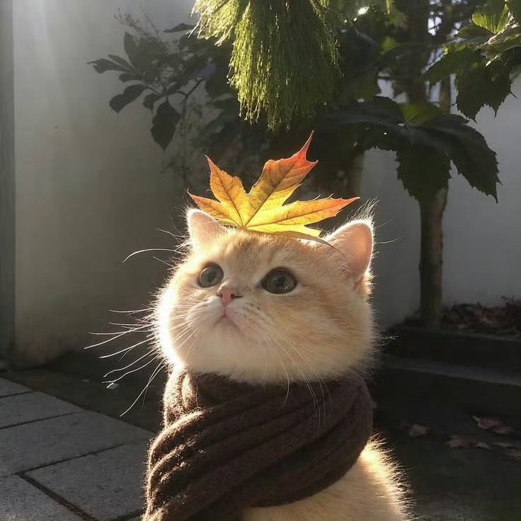 猫咪：我准备好了，拍吧📸​​​