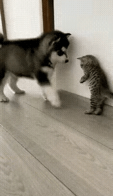 刷到这段视频，笑到眼泪直流！小奶猫缩在墙角，被体型大一圈的二哈堵得没处逃。