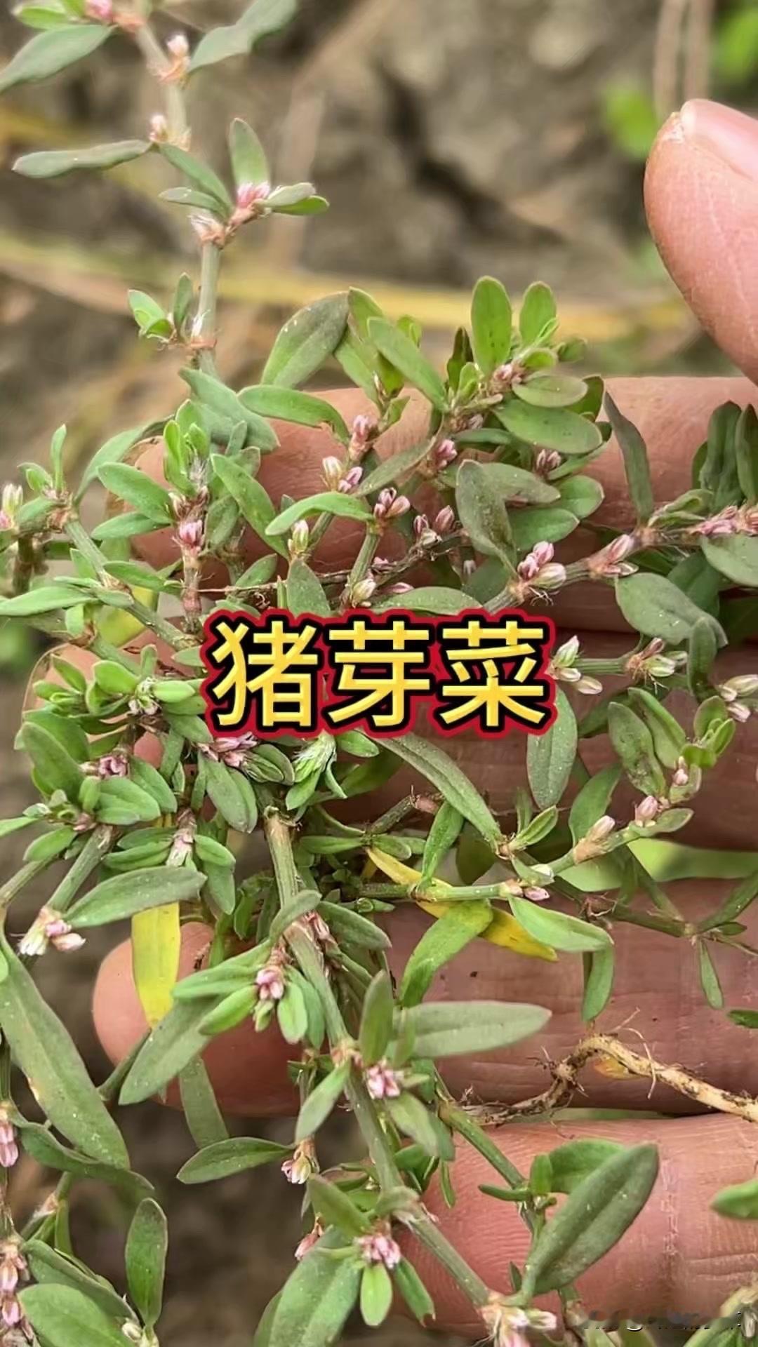 哪种田间野菜能当宝？扁蓄乡土野菜呢种呢种野菜野菜粑粑草农村野草野菜的三种