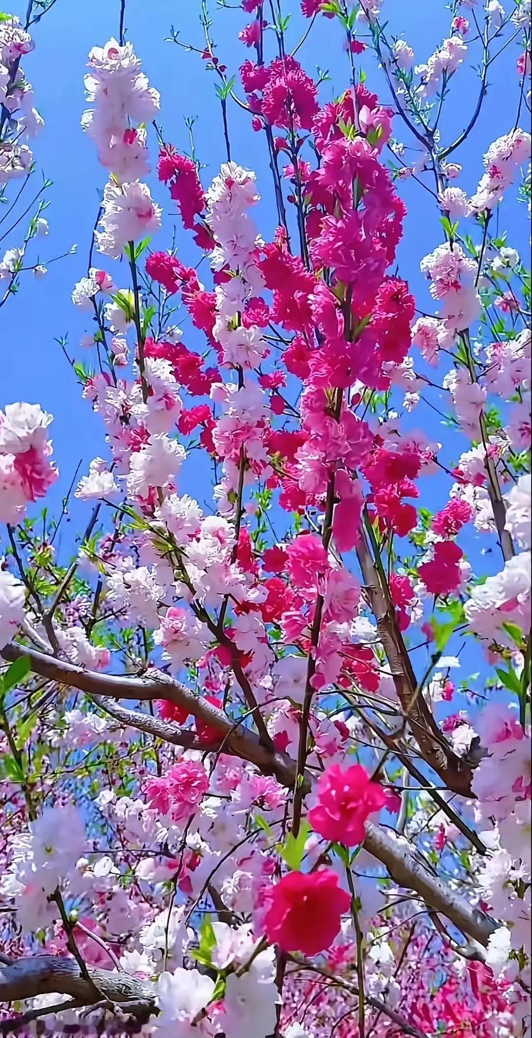 《七绝·三月抒怀！》（原创作品，版权保留）文/此生又做推敲人三月花海红浪