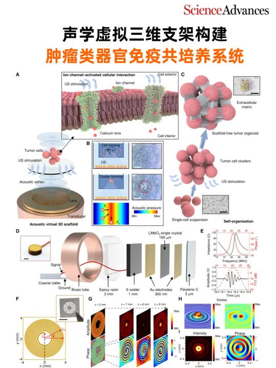 声学三维支架构建肿瘤类器官免疫共培养系统