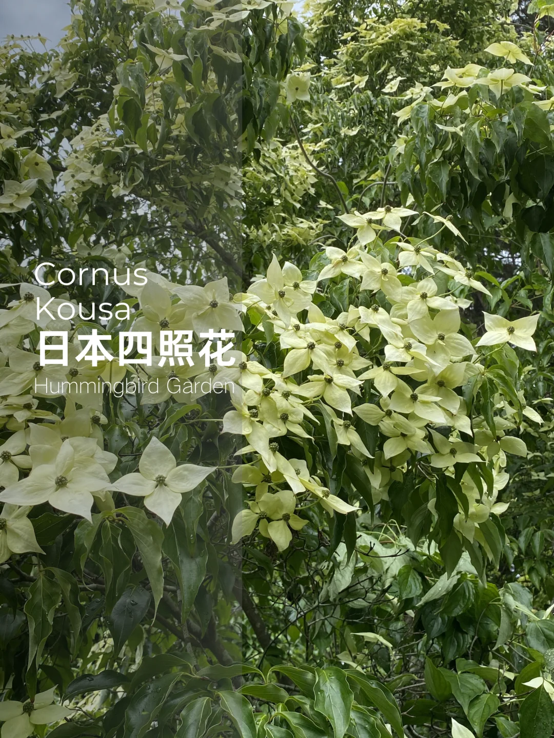 春季花园耐热耐寒观花观果乔木-日本四照花