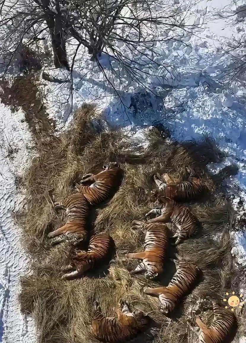 老虎（大虫）拥有春阳之体，看看周围的雪吧，与之形成鲜明对比。有饲养员透露，老虎