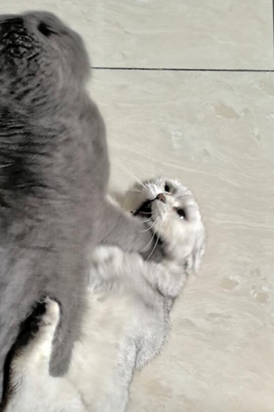 养猫吧，养那天天打架的猫……