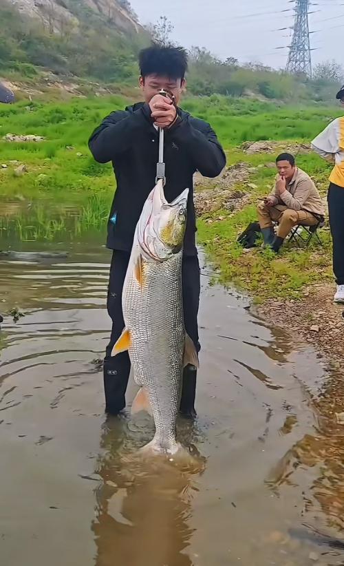 湖北武汉陈先生，钓上来一条足足48斤的超大鱼，他没悄悄带回家，而是把鱼绑在车后面