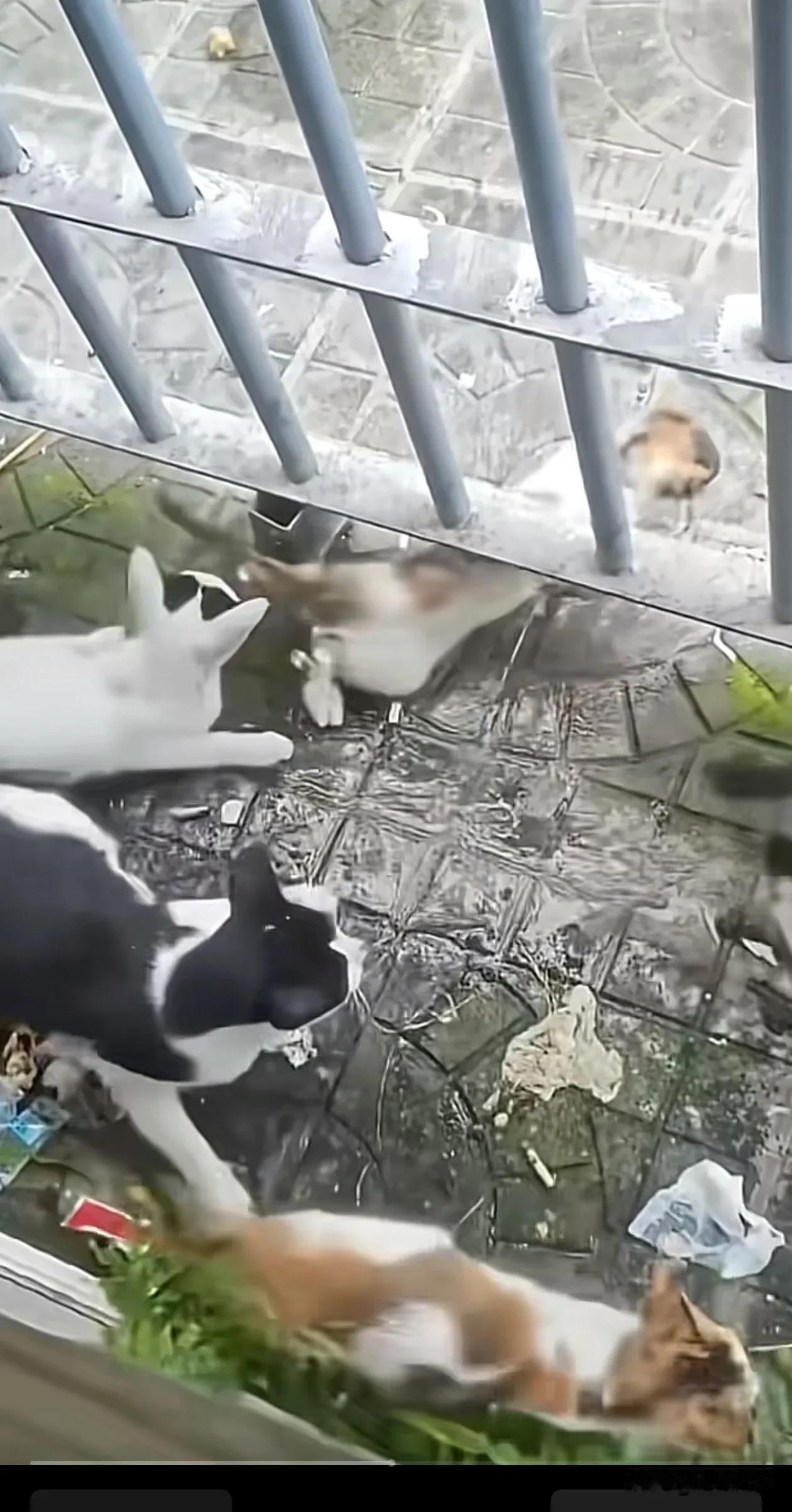 用热水驱赶流浪猫真是太残忍了。几只小猫躲在墙角纳凉，它们嬉闹的声音可能影响了楼上