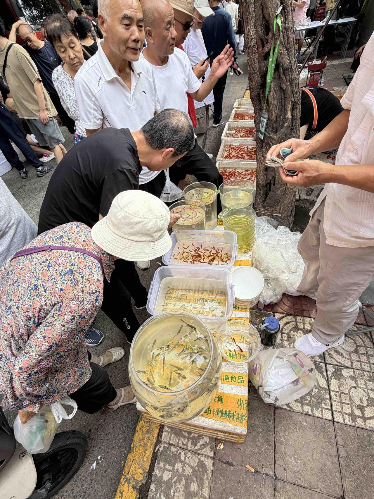 上周四，我逛西安档子，走到西仓西巷时，看到一家售卖观赏鱼的摊子，围满了顾客，就停