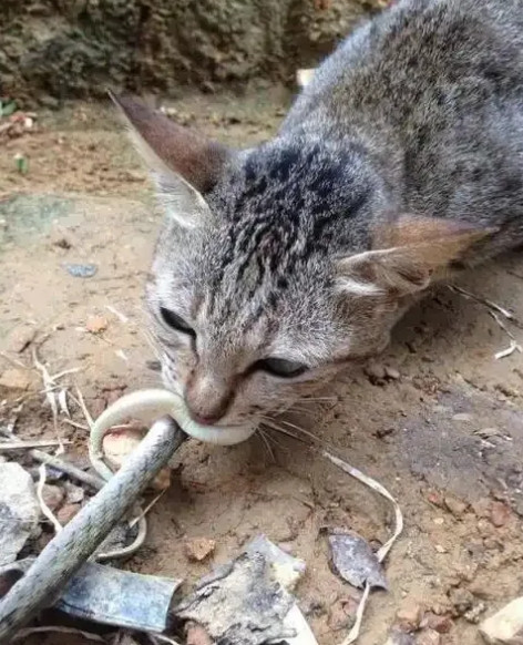 万万想不到三亚毒蛇咬死人后，某些小区内的流浪猫“加餐了”