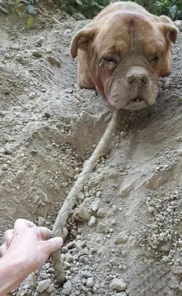 波尔多犬被前主人给活埋了，只露出一个脑袋让它透气，旁边也没食物和水。不知道过了几