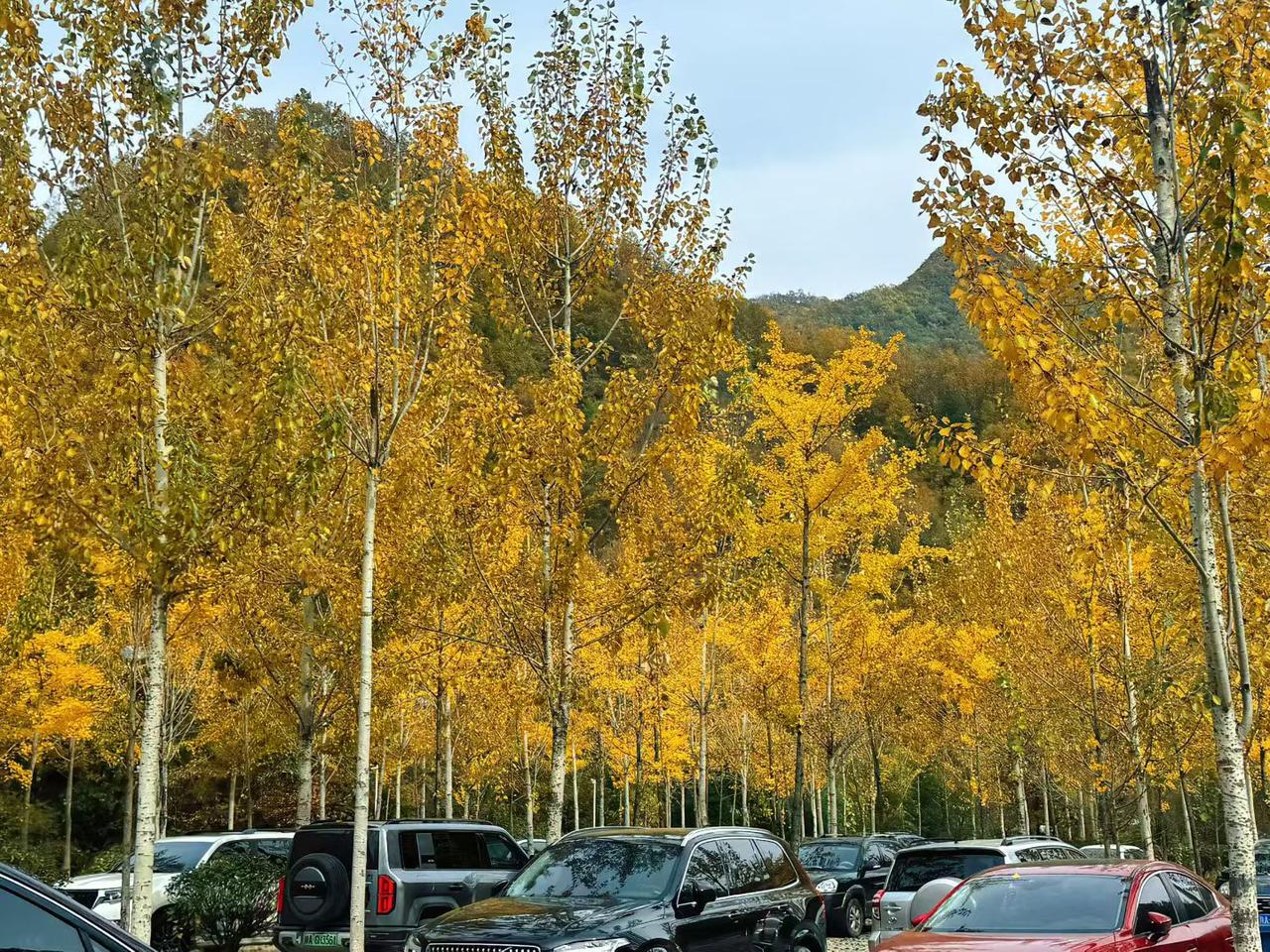 嘿，西安人有多爱秦岭呢？那可真是爱到骨子里啦！秦岭就像西安的“大坐标”，抬头一瞅