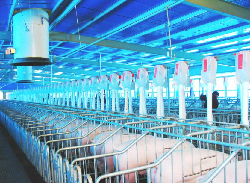 猪价“跌穿”周期逻辑，不是意味着周期变了，而是一个时代结束了！这轮猪价下探，