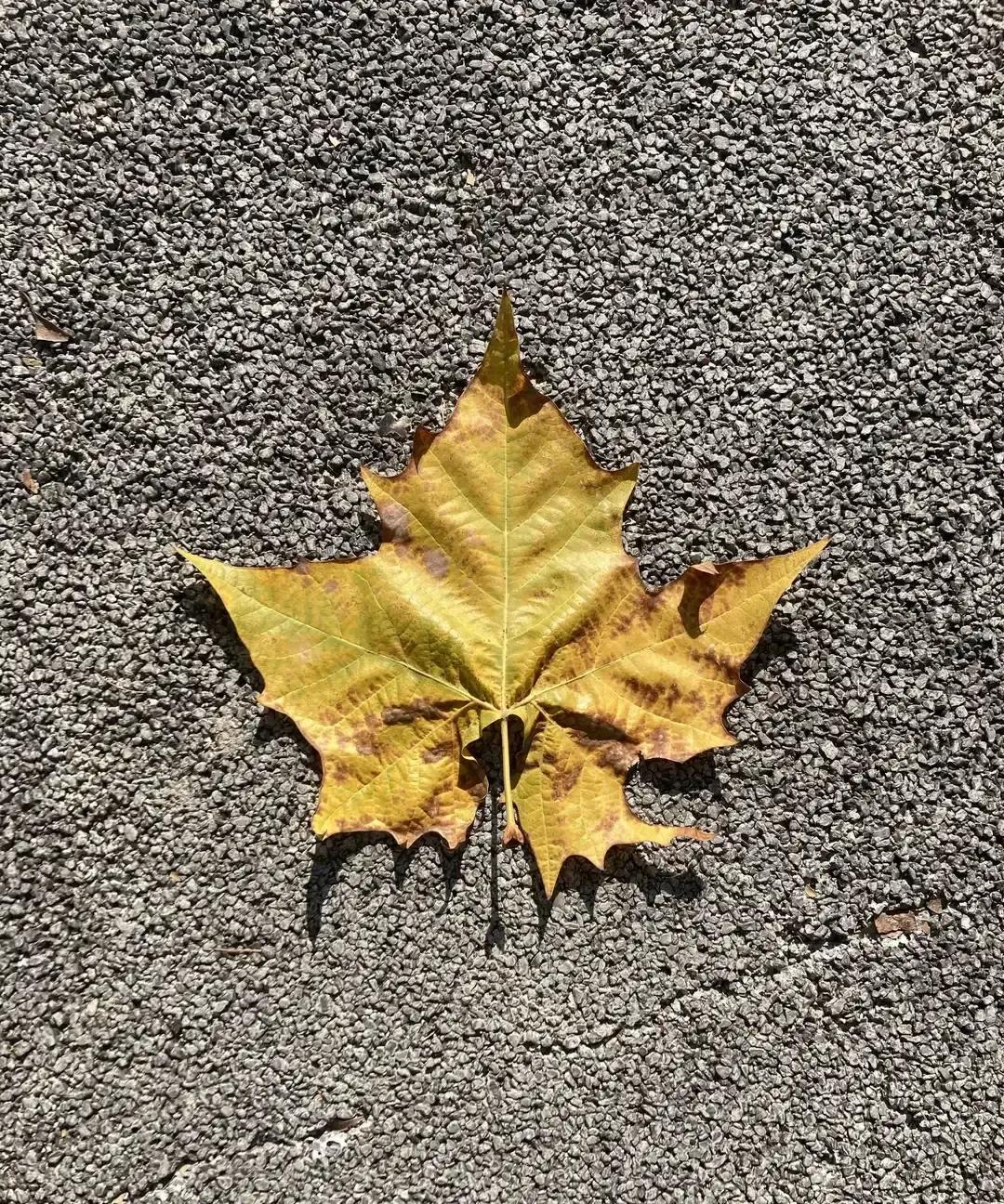 W姐被同事撞见连续几周由不同男人接送，车还越换越贵，小红书独立女性滤镜当场碎一地