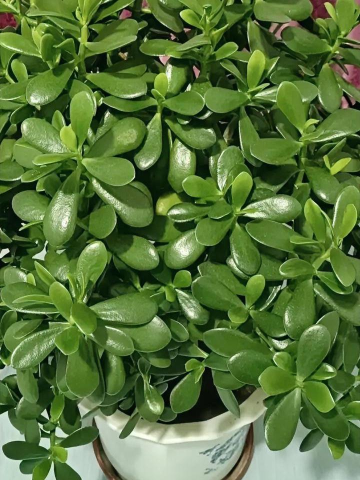 邻居说，她老公要回家来了，晚上12点到省城，只能在省城住一晚上了。另一个热心肠