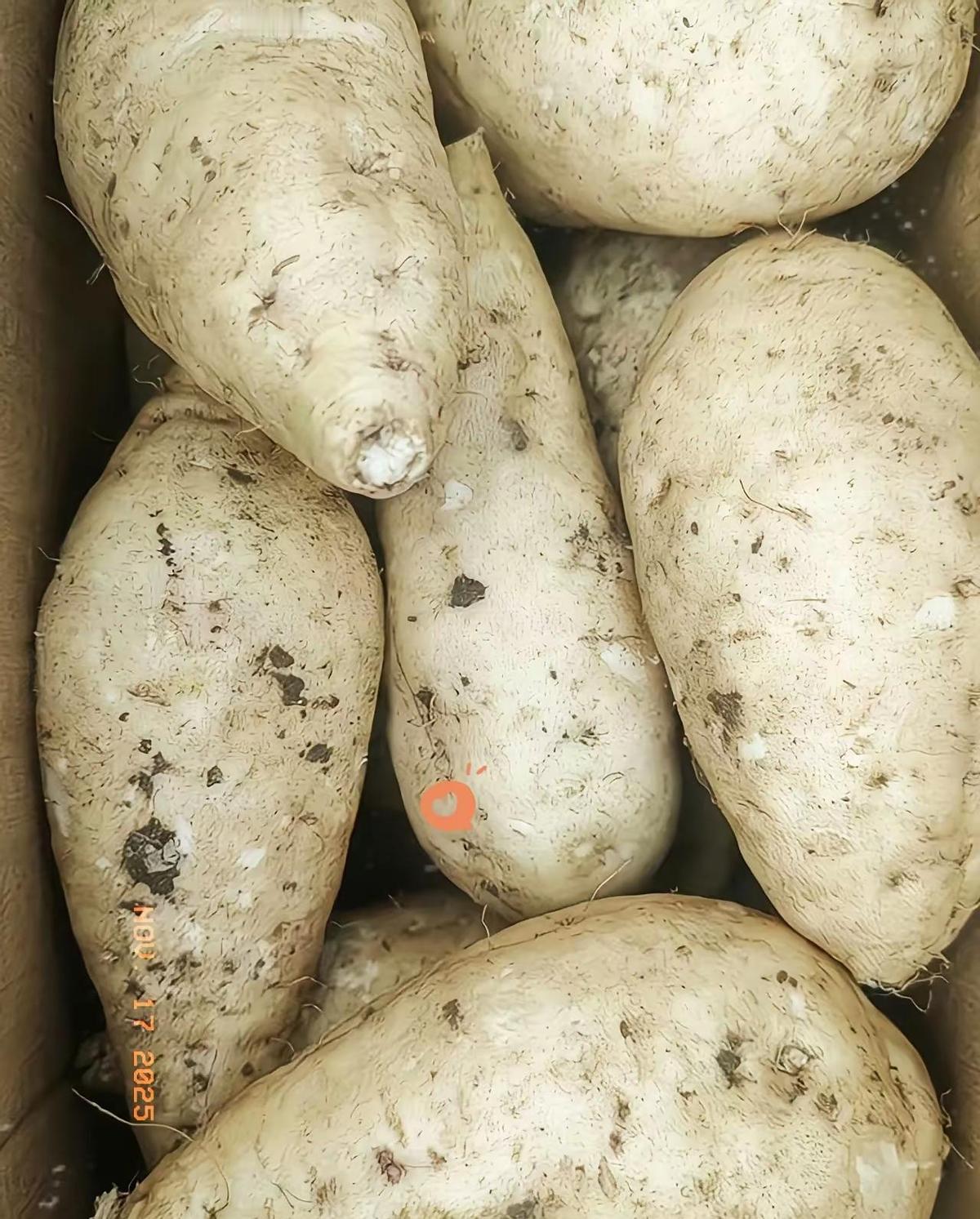 朋友送箱“苹果”，开箱那刻，我手一抖：这白圆球竟是萝卜？农业专家戳破谜底——你