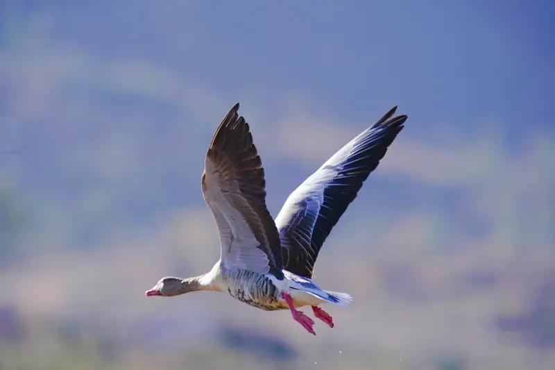 女子偶遇大雁列队排成ETC阵型北飞河南安阳一姑娘清晨偶遇大雁排成ETC阵型