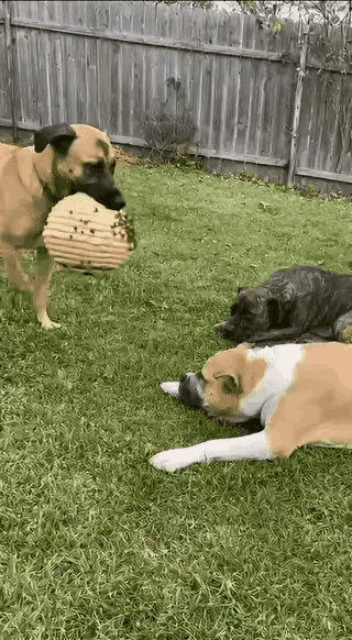 前两天看到个视频，三只狗在草地上晒太阳。突然有只狗叼了个马蜂窝扔到另外两只面前，