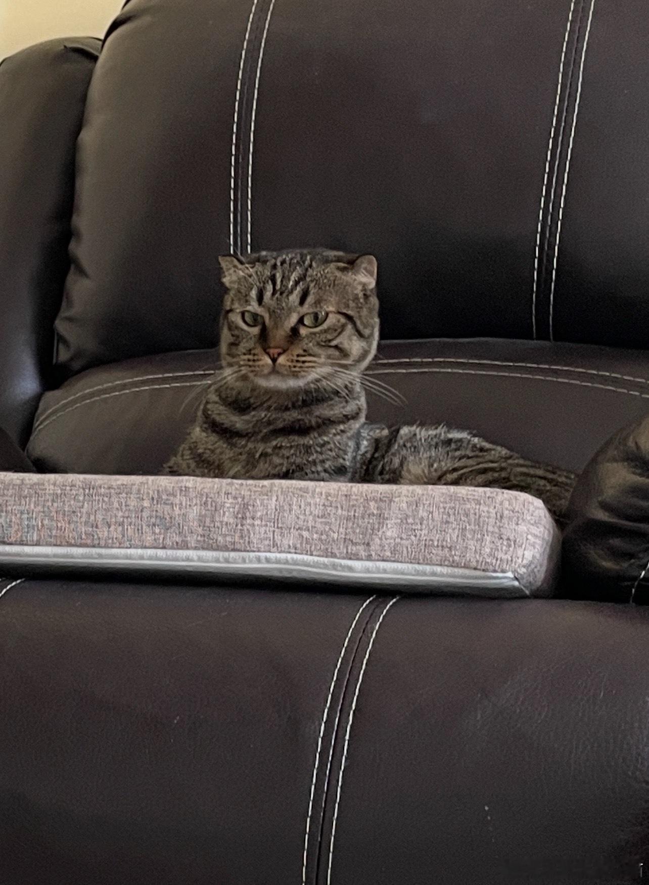 小猫面相：有的猫一看就不好惹，有的猫一看就一包心眼子，有的猫一看就很好欺负，有的