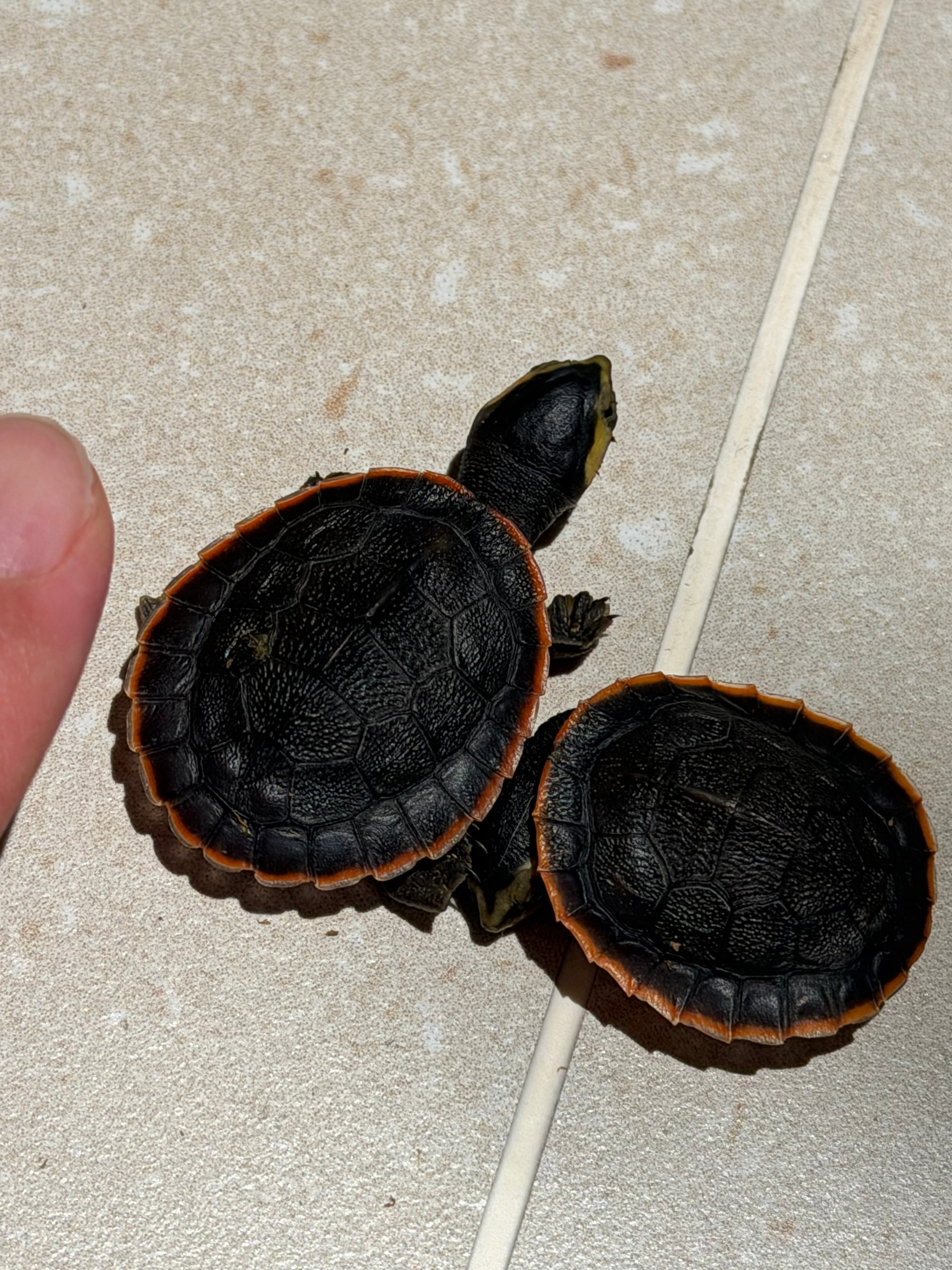 家里又多了两只小鼻嘎，好小好可爱😍家里的龟已经凑够一支尤文首发了，他们都有各自