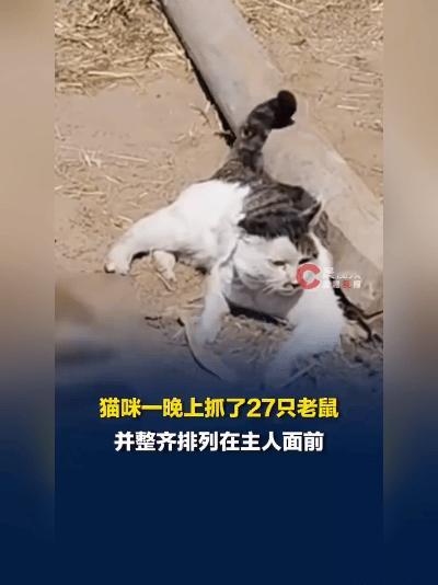 这猫是“灭鼠战神”吧！一晚抓27只老鼠摆主人面前邀功5月13日发布的一则视