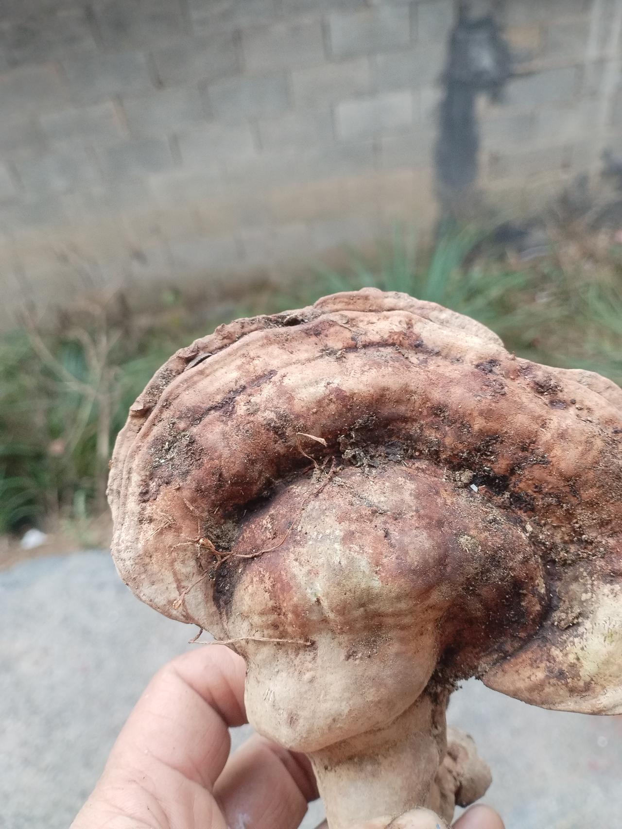 检到几个野生灵芝