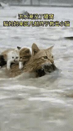 洪水中，猫妈妈嘴里叼一只猫，背上驼两只猫，为母则刚具象化了。母爱不分物种，就