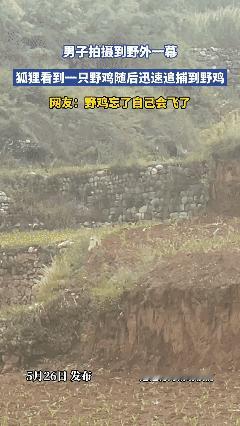 大哥，你忘了自己会飞了吗？[捂脸哭]