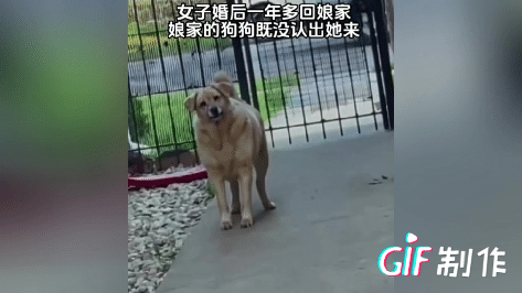 近日，女子结婚一年后回娘家，娘家的狗狗没有认出来，狗狗开始觉得似曾相识又觉得陌生
