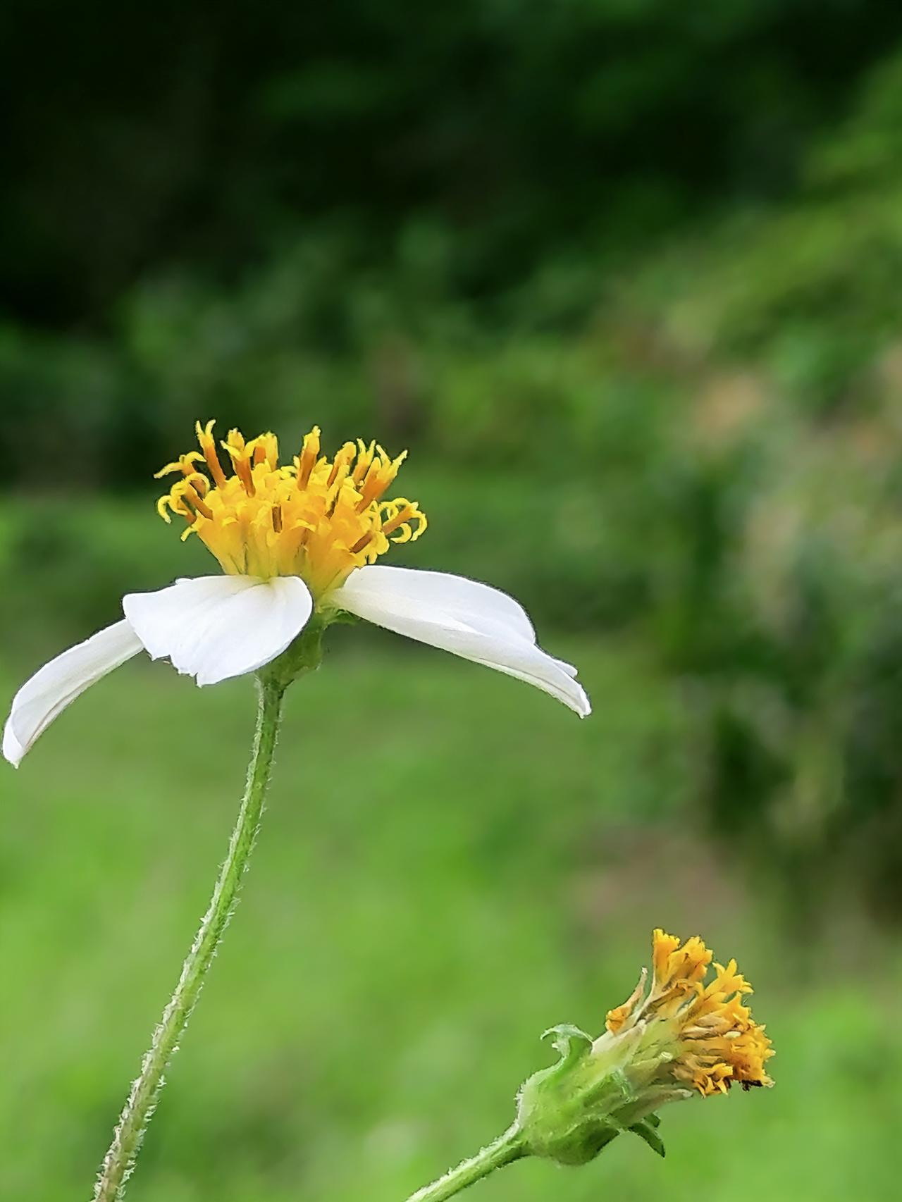 细茎顶着白瓣，明黄的蕊蜷着绒，风过处，连茎上的绒毛都晃着野地的甜。旁边那朵已蔫了
