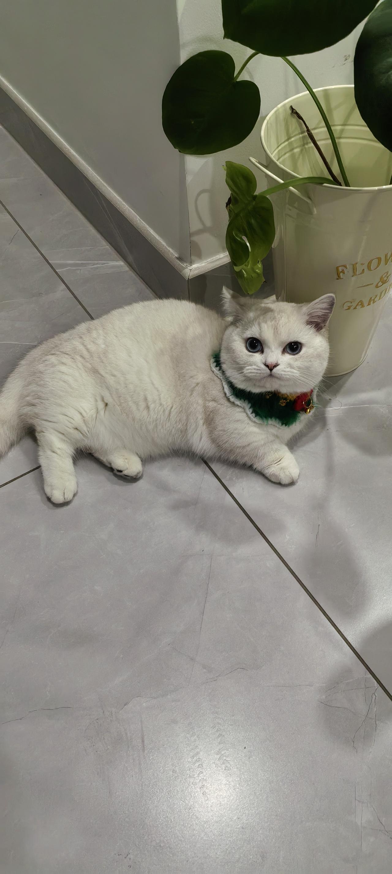 今天来分享一组我家随手拍的小猫照片.我家的小猫咪叫雪糕.他很讨人喜欢.他一看到我