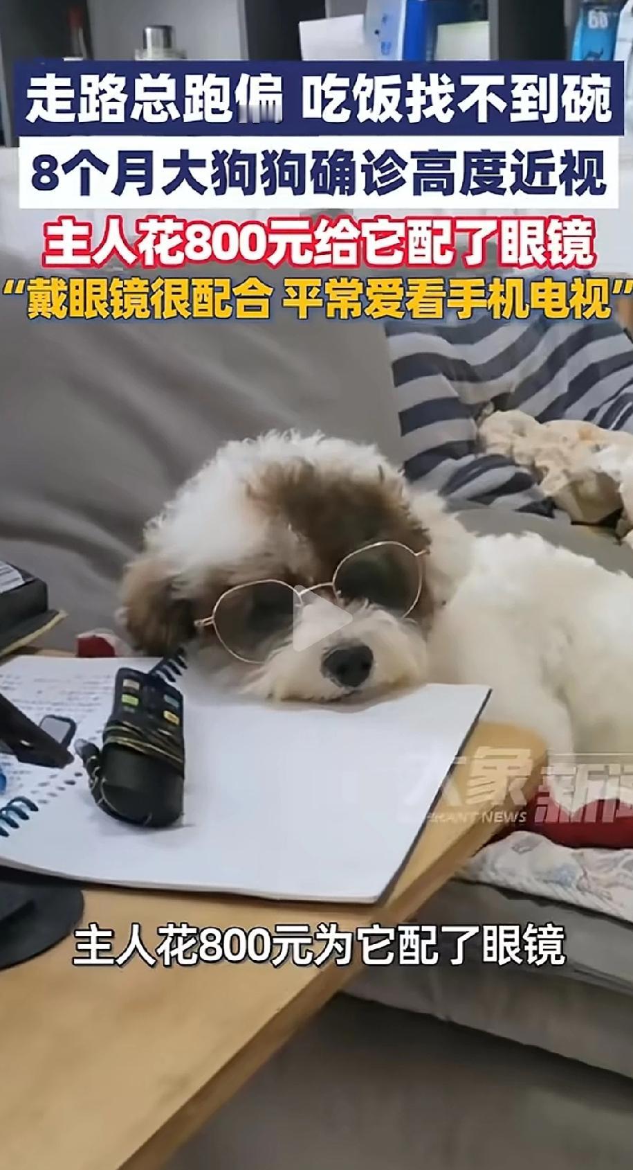 河南，一只才8个月大的小狗，总是撞东西、接不住零食、走路也磕磕绊绊，带去兽医那一