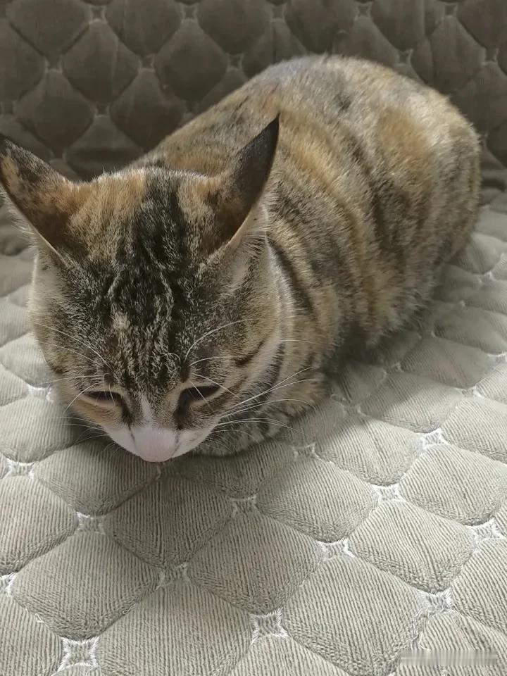 这破猫已经两天一夜不吃不喝了，前天发情了，晚上出去招蜂引蝶，一夜出去浪几圈子，