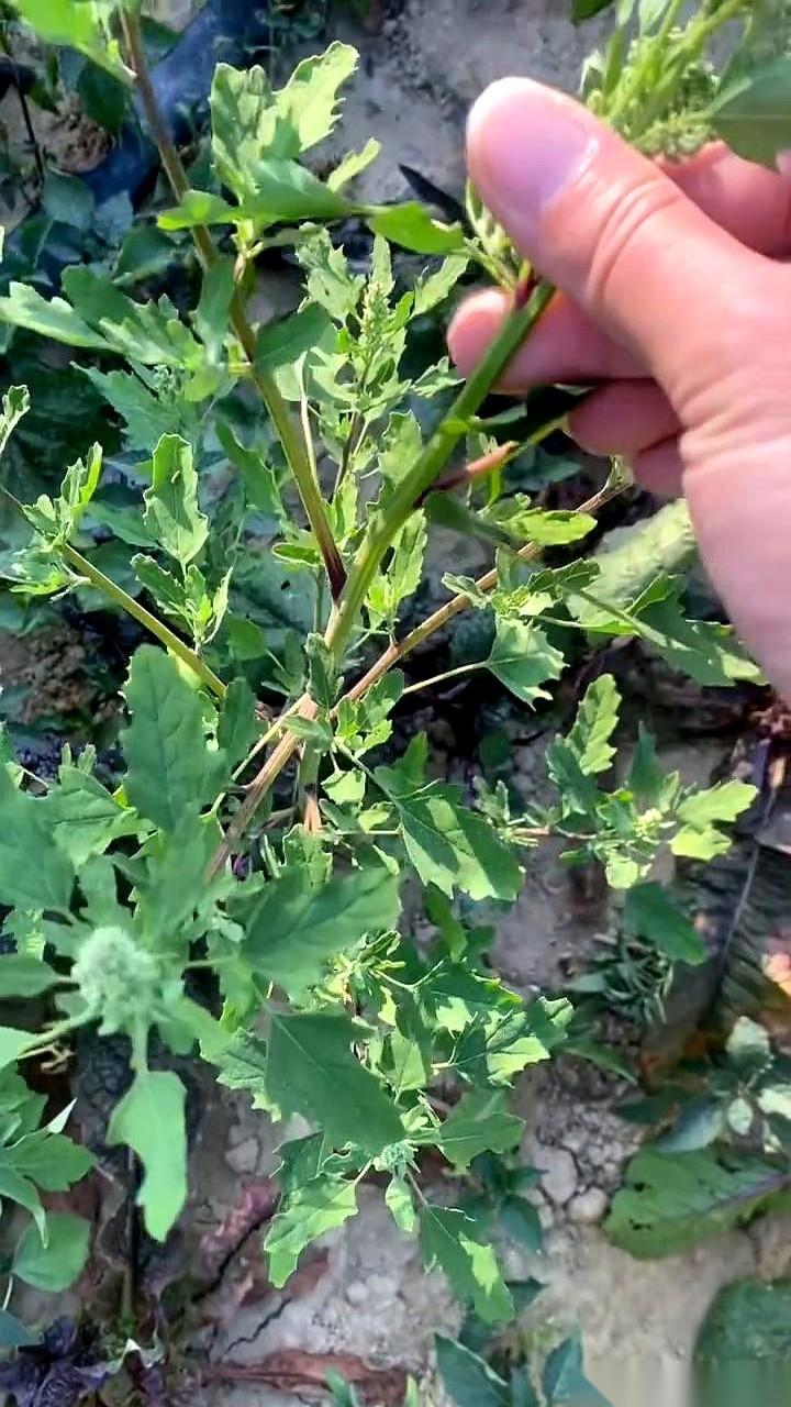 真想穿越回去，抽自己俩大嘴巴。小时候房前屋后长得到处都是的那种“破草”，我见一