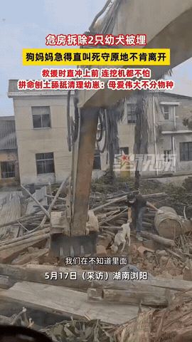 湖南浏阳，一男子准备拉走废墟前的狗狗，可是狗狗坚持不走。就是因为在废墟地下，