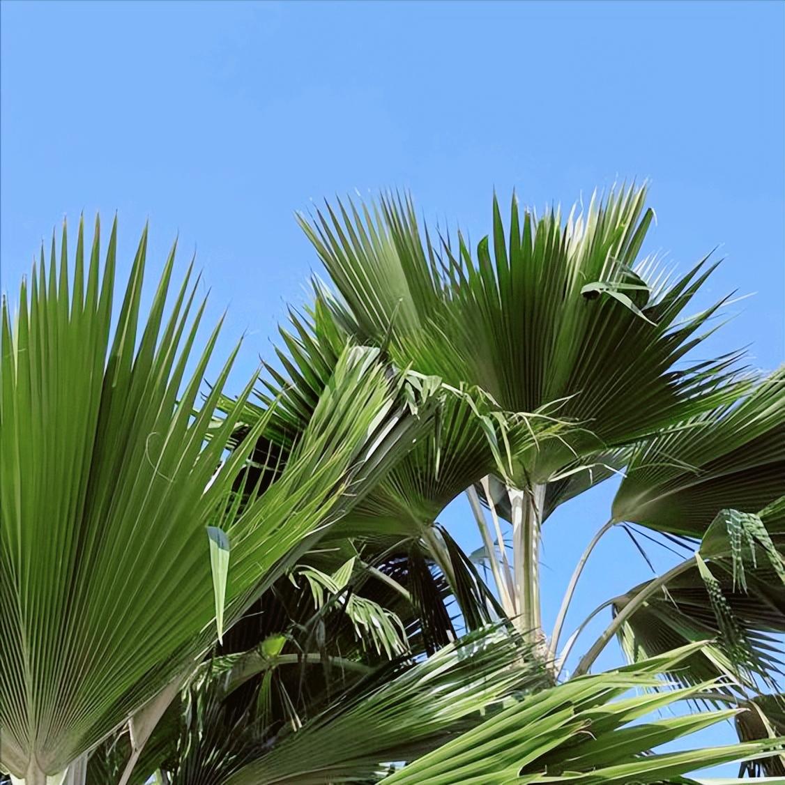 广西：今日党纪政务处分1人 12月26日16:50，广西：党纪政务处分1人，