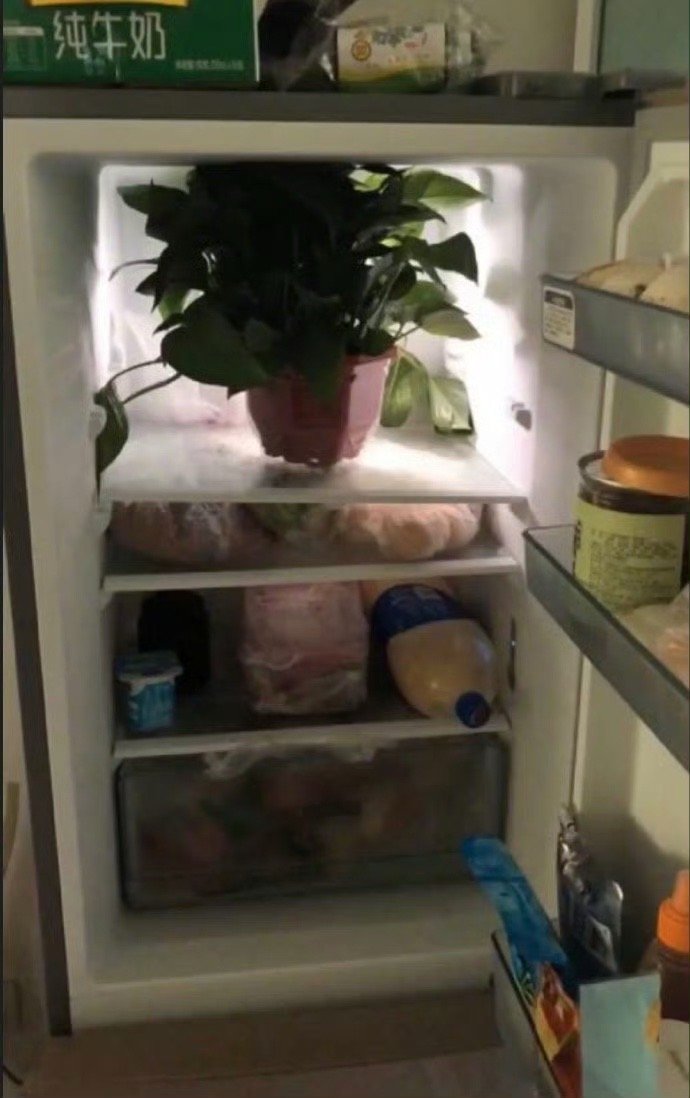 直男：我也不知道为啥绿箩要放冰箱里，我也不敢问哈哈哈哈哈哈哈哈​​​