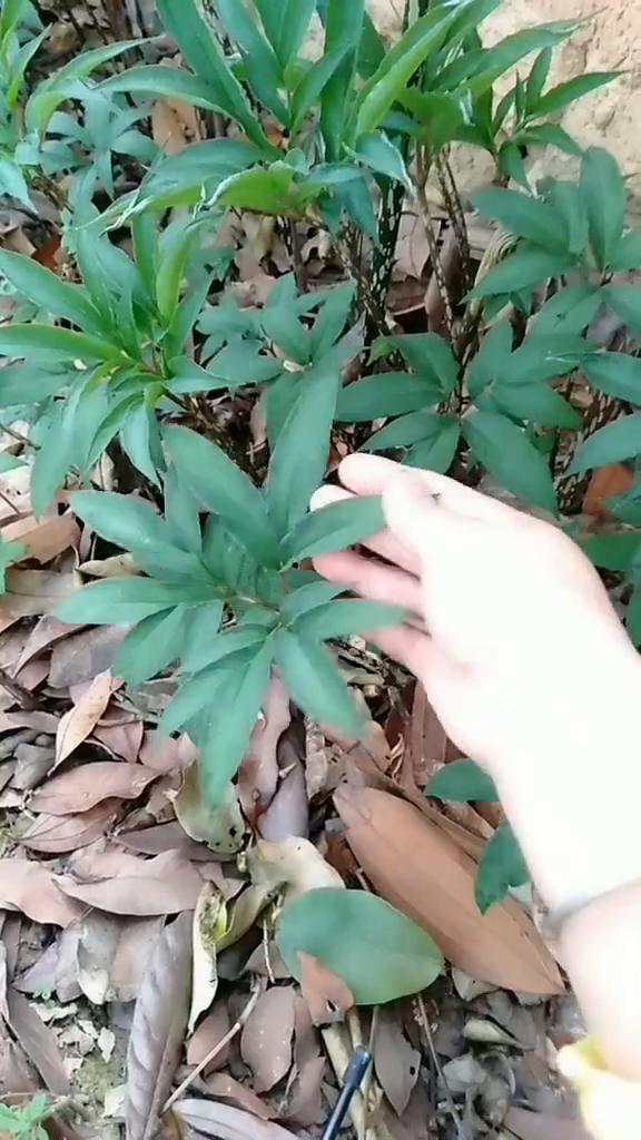 看这种植物是什么？这种是它的叶子。这个植物见得不是很多，大家如果见着一定要把它