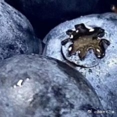 蓝莓的种植方法1、种植的时候土壤要选微酸性的且要保证透气，排水性能好，松软，这样