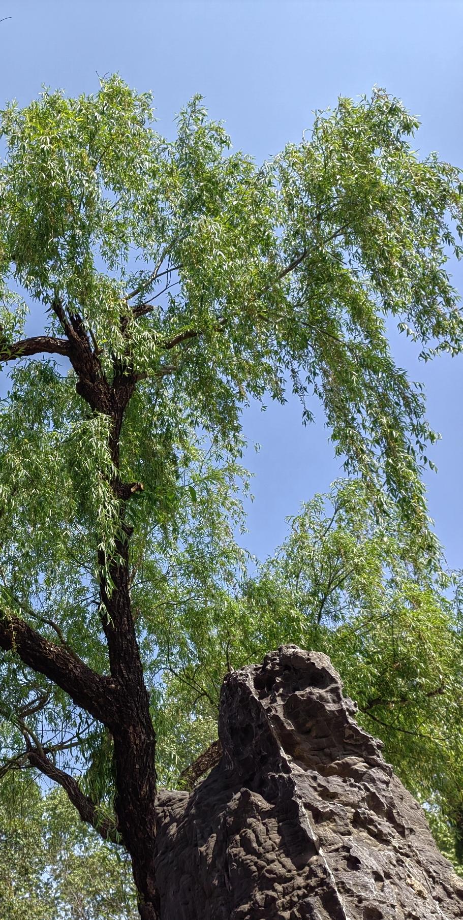 李自成读过几天书，更爱舞枪弄棒，最终实在读不下去，弃学了。《明季北略》记载了一