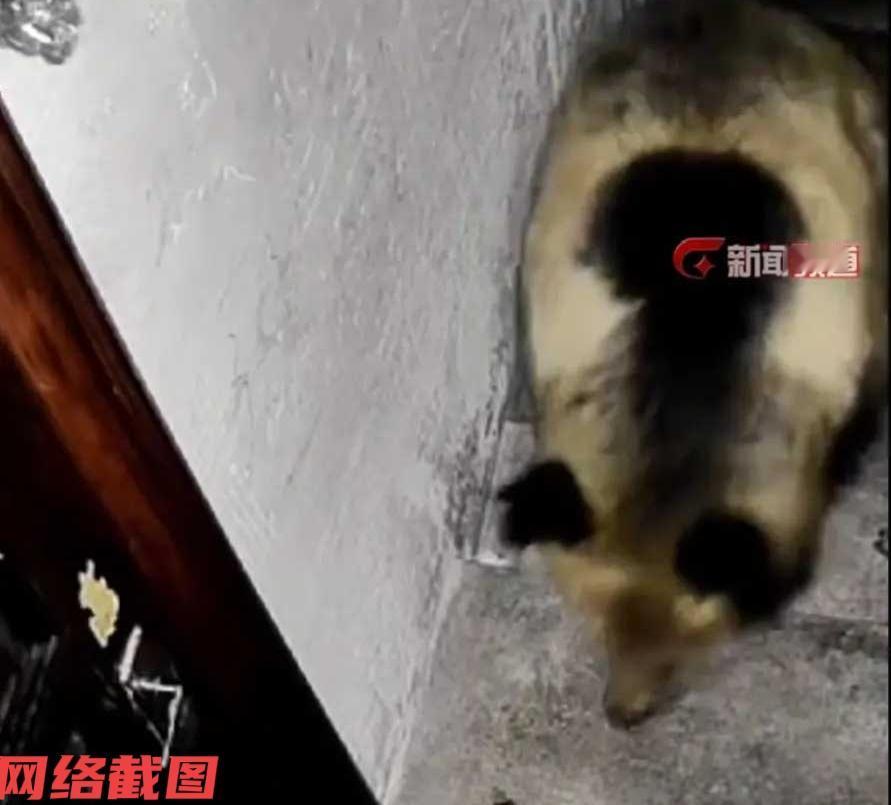 西藏有男子正在家中休息，家里监控突然提醒外面有异常，男子随后看了一下心惊不已。