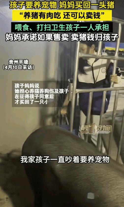 太有经济头脑了，贵州，孩子和妈妈说想养宠物，没想到，妈妈直接买回一头猪让孩子养，