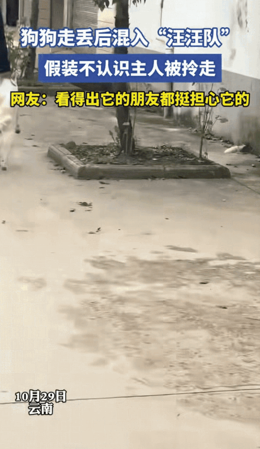 “狗脸都丢尽了!”云南,一只狗狗跟着主人出门,结果趁主人不注意偷偷溜走玩去了,然