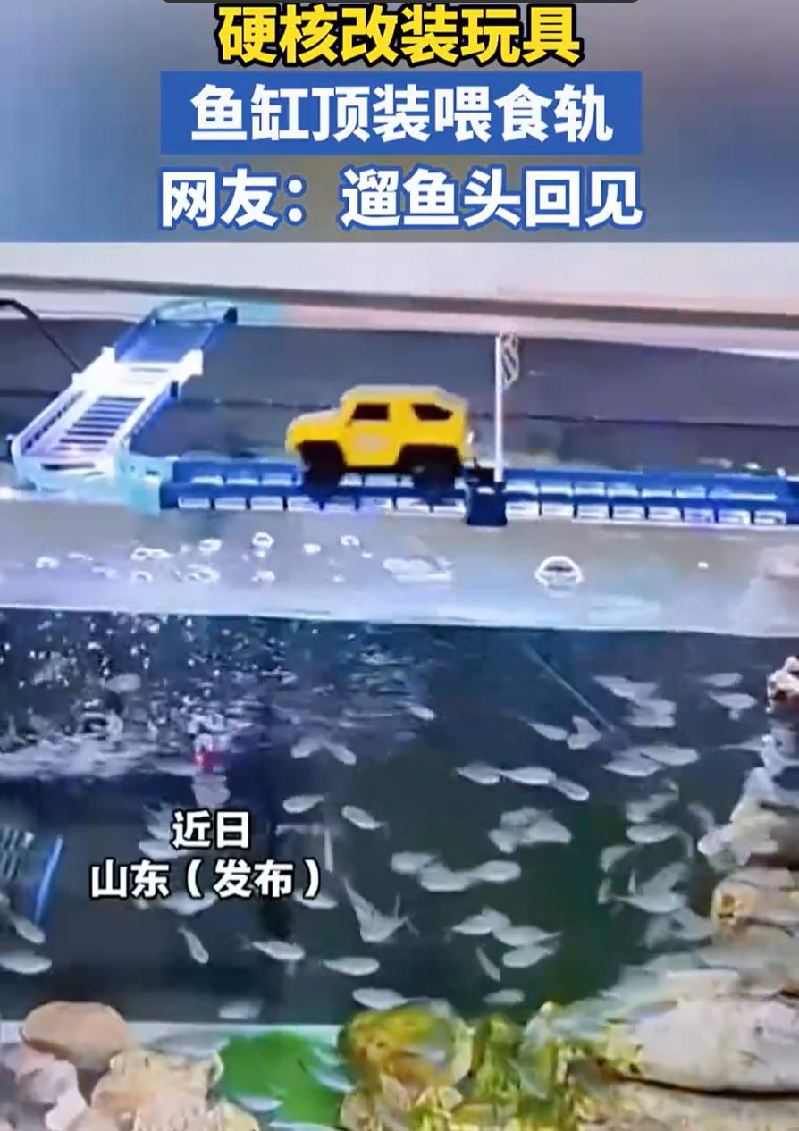 人怎么能这么聪明！山东潍坊，男子在家里养鱼时发现，鱼群特别的慵懒，而且喂食也不均