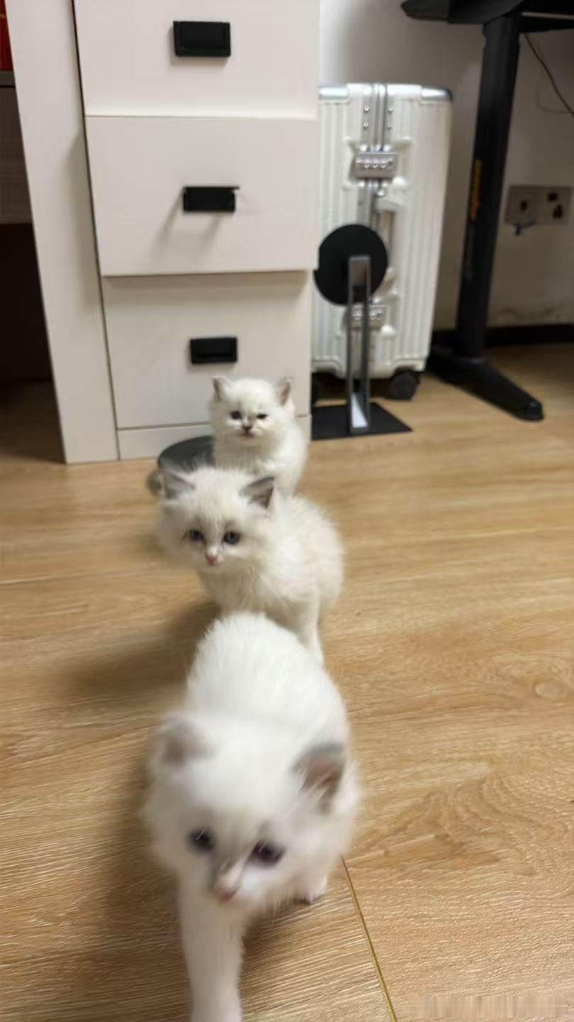 每天早上吃完饭了，都会给他们喂一点点猫条当你忘记喂了，他们就会守着你，这也太可爱
