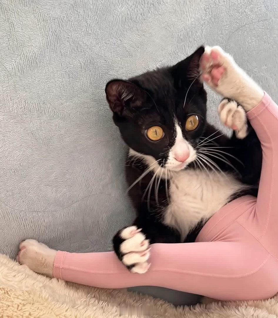 当小猫穿上瑜伽裤