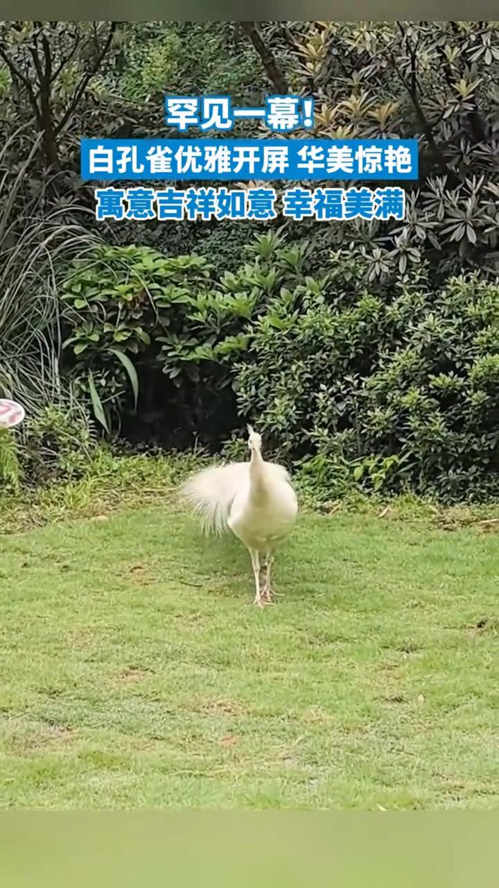 罕见一幕！白孔雀优雅开屏华美惊艳，寓意吉祥如意幸福美满。四川成都。要开屏了，